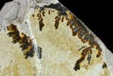 Dendrites On Limestone - Utah #134816-3